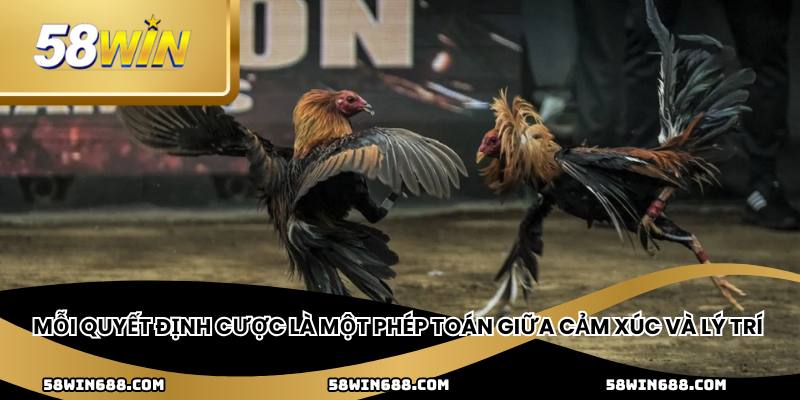 Gà mạnh chưa chắc thắng, gà được chuẩn bị tốt mới là kẻ sống sót