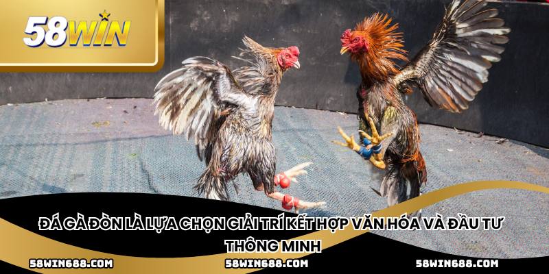 Đá gà đòn là lựa chọn giải trí kết hợp văn hóa và đầu tư thông minh