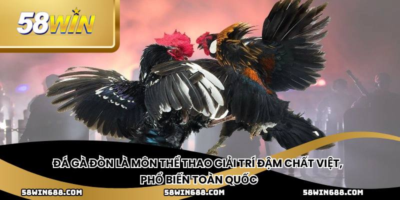 Đá gà đòn là môn thể thao giải trí đậm chất Việt, phổ biến toàn quốc