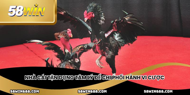 Nhà cái tận dụng tâm lý để chi phối hành vi cược